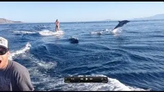 Copy of Dolphin Surfing, Woman Wakeboarding with Dolphins as seen on TV (WORLDWIDE!!)