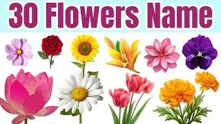 फूलों के नाम, Flowers name Hindi aur English mein , 3p flower name in Hindi and English 