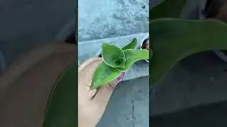 How to propagate Basket plant/ Callisia fragrans || Easy growing plant ||