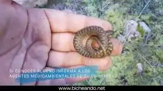 Rescates de anfibios y reptiles. Efecto trampa en Madrid.