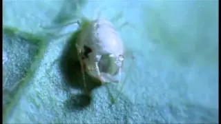 Parasitage d'un puceron