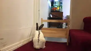 Fishleg vs barriers