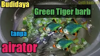 Cara budidaya ikan green Tiger barb#2