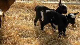 Animals FTW!!!!