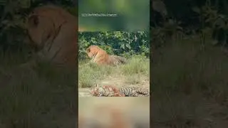 Phato Zone - Two Tigers In One Frame #tiger #phato #corbett #wildlife #corbettsafari #travel