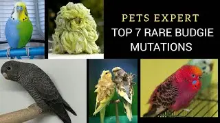 Top 7 Rare Budgie Mutations