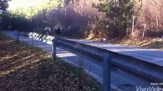 Transumanza mucche podoliche. Le mucche scendono dalla montagna alla marina.