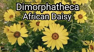 How to grow and care African Daisy flowers/  Yellow Dimorphoteca flowers / Cape Marigold #flowers
