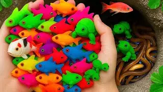 Colorful Fish Catch of the Day Featuring Turtle & Crab