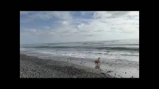 The Hidden Sound of the Ocean: How Noise Pollution Affects Marine Life | We Are Local