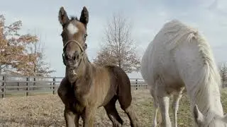 Octave and her Frosted filly at Jonabell Farm