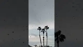Snowy Palm Trees In California? Guess I have seen it all!