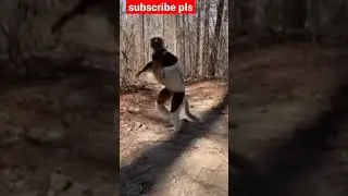 Lemurs have the cutest walk 😀 #lemur #viral #10million #10mviews #trending #shortsfeed