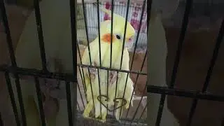 கீழிறங்கு டா பட்டு