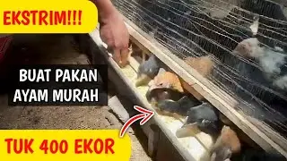 UNTUK 400 EKOR!!! MEMBUAT PAKAN AYAM MURAH