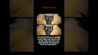 A rare monkey with most human face #shorts#nature#viral