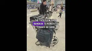 Flying with cats in cabin (Thailand to France)