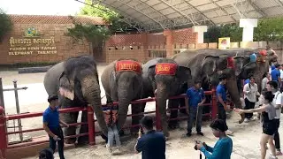 Cambodia Safari Zoo | Amazing Elephant Live Show Experience | Must-Watch Wildlife Adventure