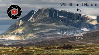 Wildlife Photography - MUSK OX Part3.