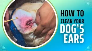Ear Cleaning of Dog at home | ASMR | Ear Cleaning ASMR | Relaxing dog cleaning video