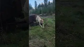 My dog did a jump #cur #curdog #puppy #mydogs #rocky #rockytop #yellowdog #doglife #funnydogs #jump