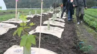 TreeFest 2011