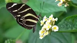 Frankie Kay & Elemental Child - Amazing Butterflies