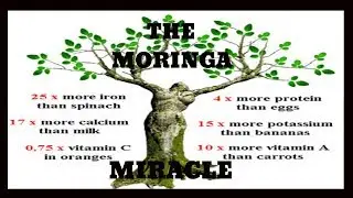 10 Benefits of Moringa You Didn&rsquo;t Know About | TotalTransformation