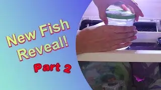 How to Introduce a New Betta Fish to Tank!  🐟