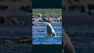 Look what happens to this polar bear 😱 LIKE AND SUBSCRIBE #wildlife #animals #polarbear #animal