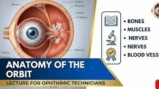 Anatomy of Orbit Explained | Ophthalmic Technician Lecture | Easy & Complete Eye Anatomy Class