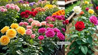 Wholesale and retail Rose nursery | Rose Plant | Online Sale | How to grow rose plant
