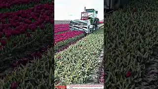 Best Innovative Flower Harvester Machine 10x Faster Tulip Cutting