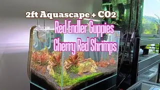 2ft Red Plants w/ CO2 + Shrimp + Endler Guppy Breeding Planted tank: Care Guide