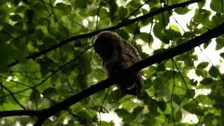 Barred owl fledgling calling for food!