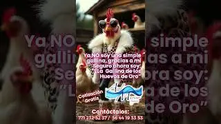 La gallina de los huevos de oro #azulmarinoseguros #gallinas #huevos #oro #dinero #cash #hoy