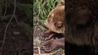 bear claws 🐻