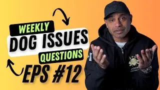 Bulletproofk9s dog trainer obedience protection tactical training tips and tricks weekly QnA EP12