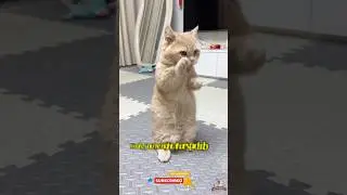 Why do cats like to lick their feet❓ #funnycats #catlover #cat
