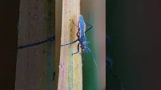 What are the names of the insects? #insects #insectsphotography #shorts