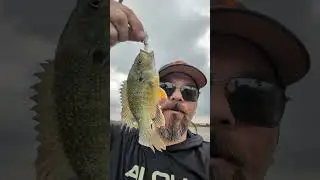Awesome Colors on this Sunfish - BFS Pond Hopping  #pondhopping #bfs