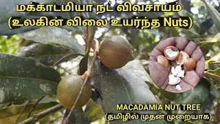 உலகின் விலை உயர்ந்த மக்காடமியா நட்ஸ் நீங்களும் வளர்க்கலாம் | WORLD MOST EXPENSIVE NUTS MACADAMIA