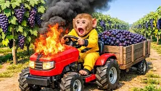 Monkey Drives Tractor to Harvest Ripe Grapes & Engine Fire Disaster | Monkey Farm Work