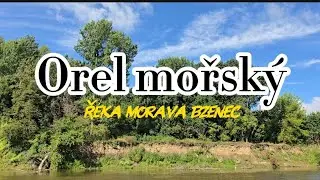 🦅 Podařilo se mi zachytit orla mořsk&eacute;ho na řece Moravě | Plavba po řece Moravě bez peněz