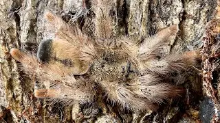 Tarantula run away from home and centipede brothers fight each other 捕鸟蛛离家出走
