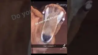 Animals in a Japanese dub