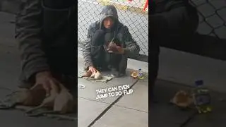 This man on the street trained his pet rats 😳
