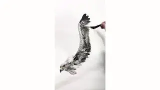 How to draw eagle in Chinese painting. #国画 #art #drawing #walldecor #chineseart #tutorial #homedecor