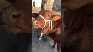 Cow baby videos-Animals video _fanny Animal Video #perte #neiperte #nostalgia