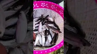 Indian Fishing shorts.